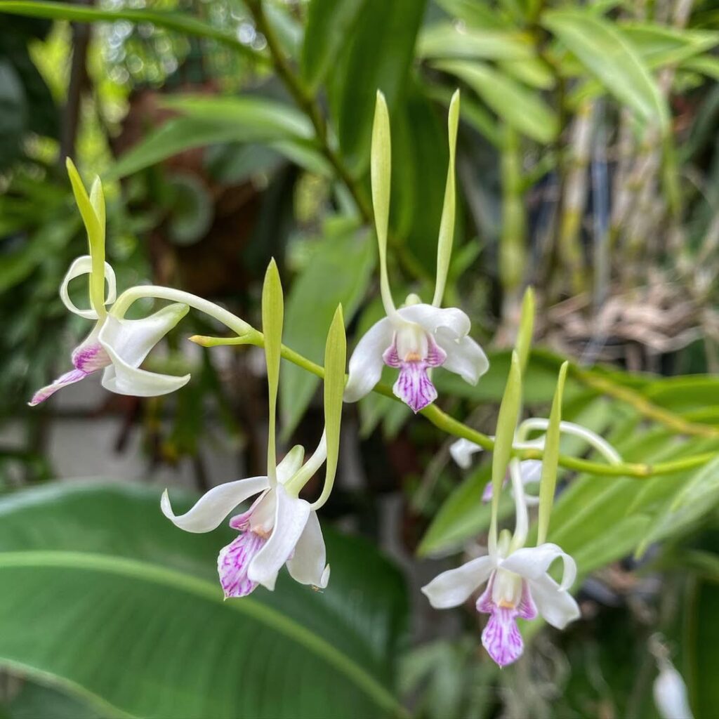 Dendrobium antennatum