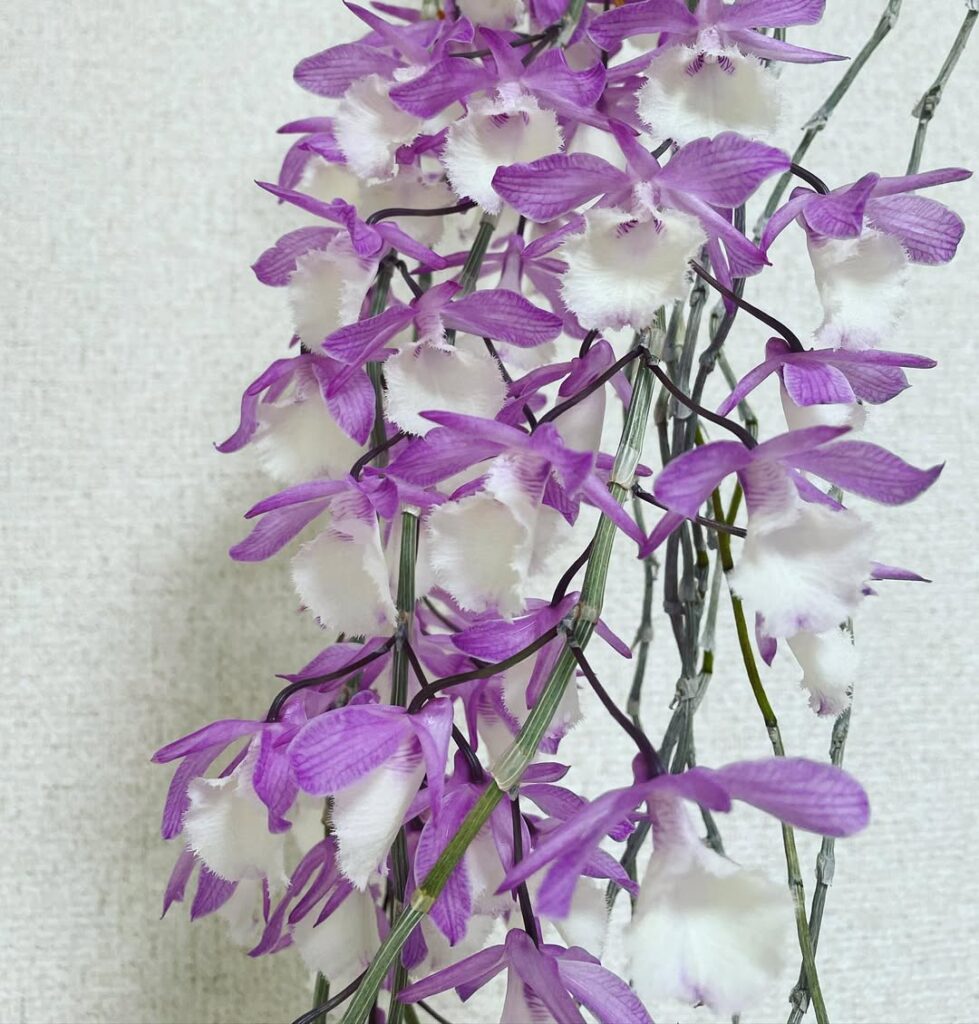 Dendrobium aphyllum