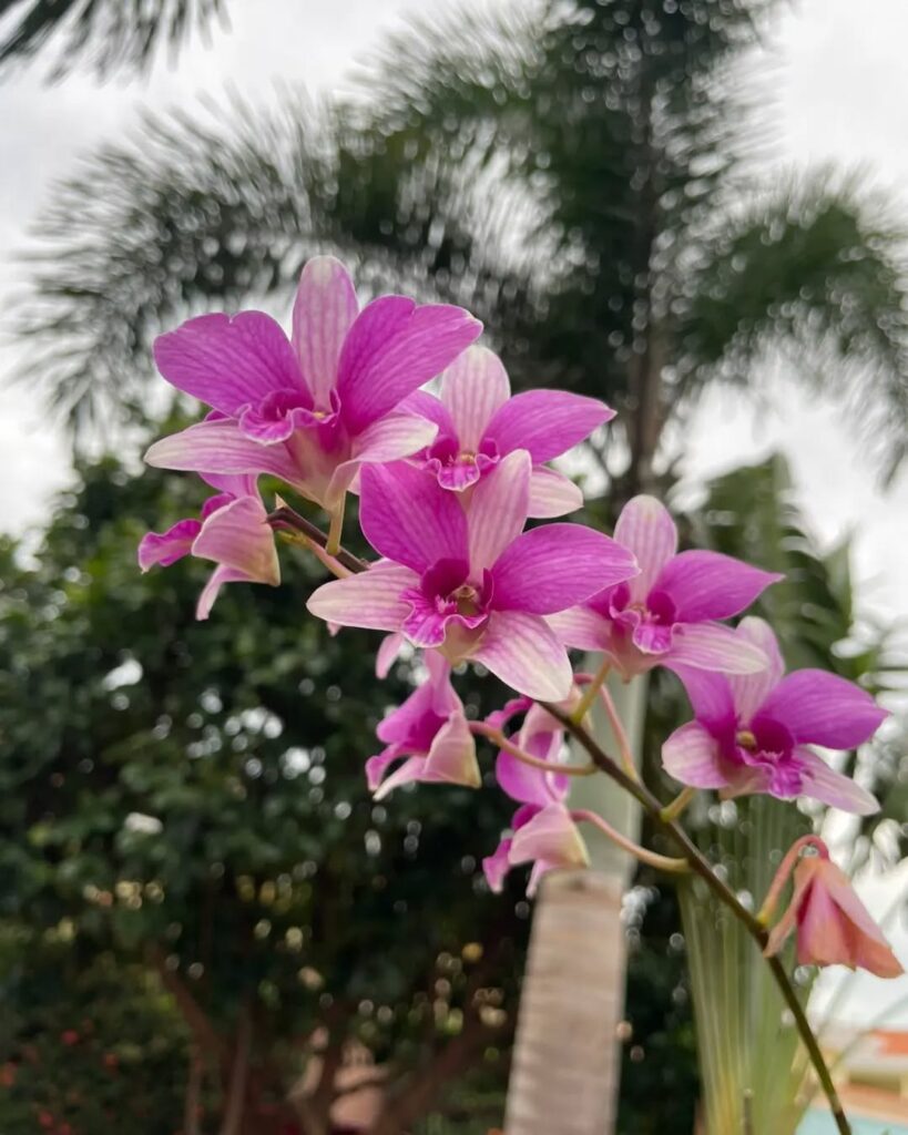 Dendrobium bigibbum