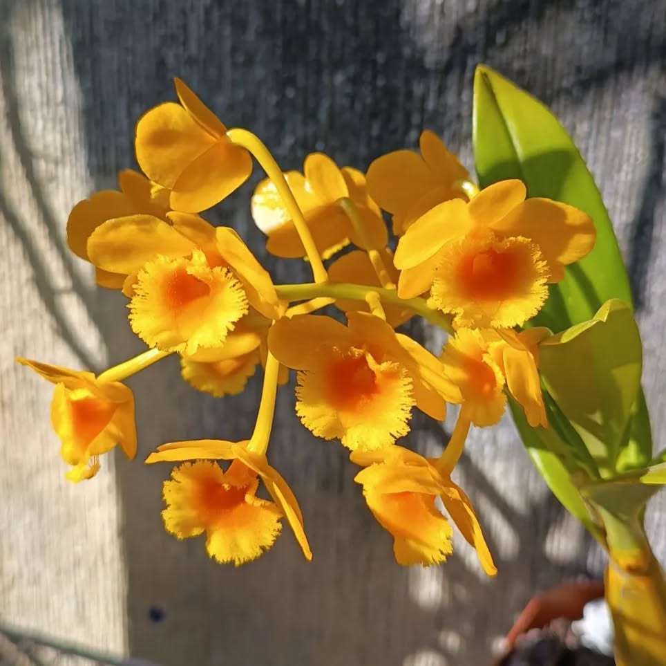 Dendrobium