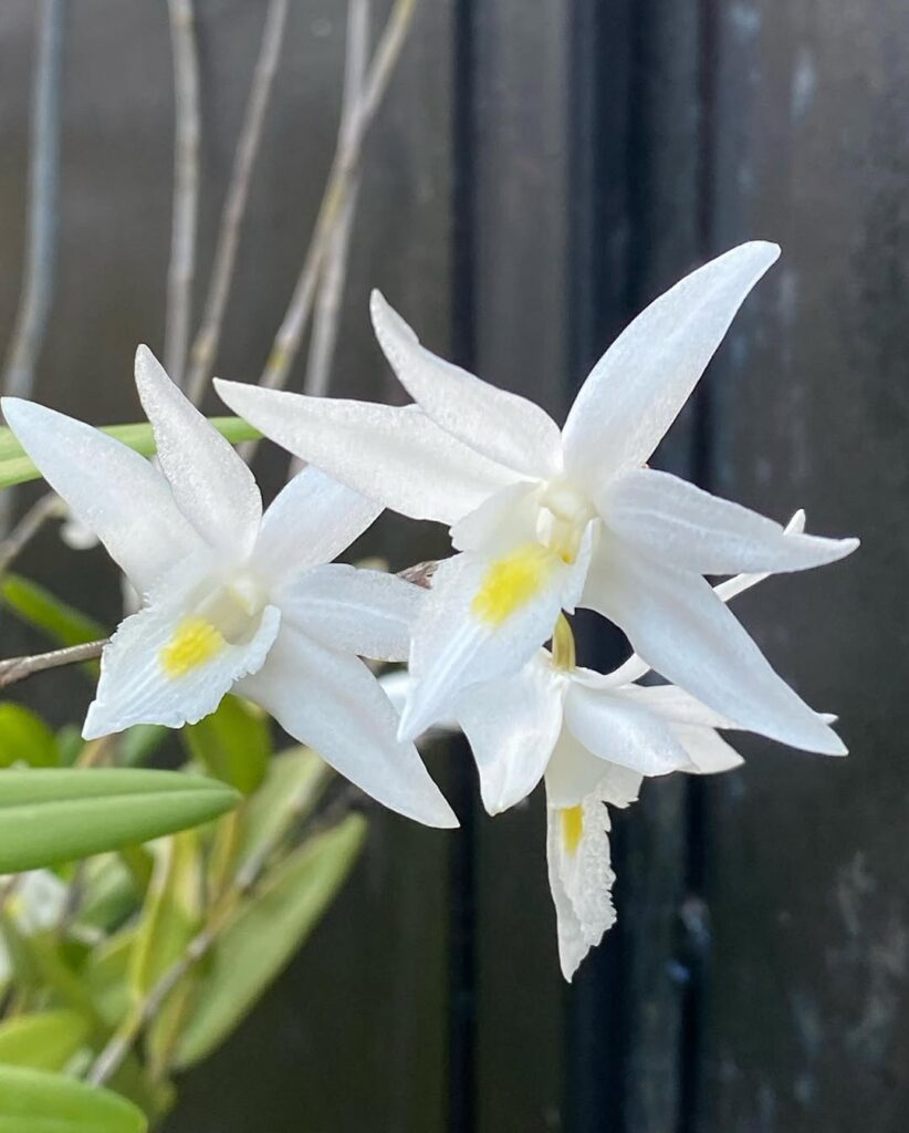 Dendrobium crumenatum 1