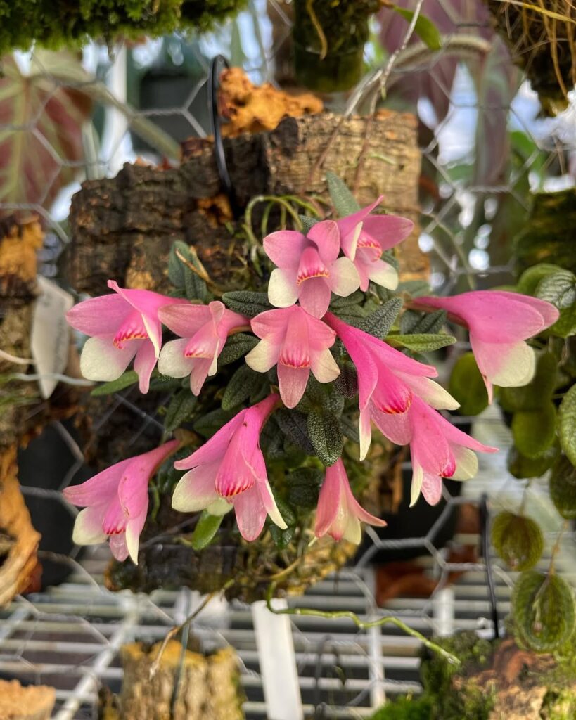 Dendrobium cuthbertsonii