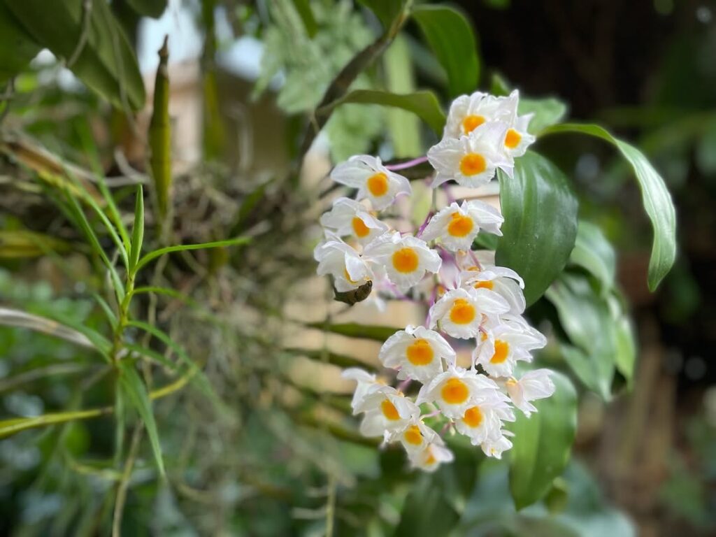 Dendrobium farmeri
