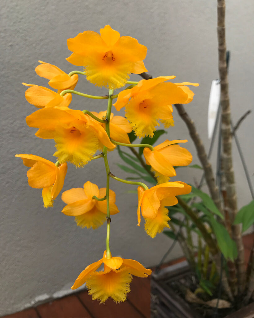 Dendrobium fimbriatum