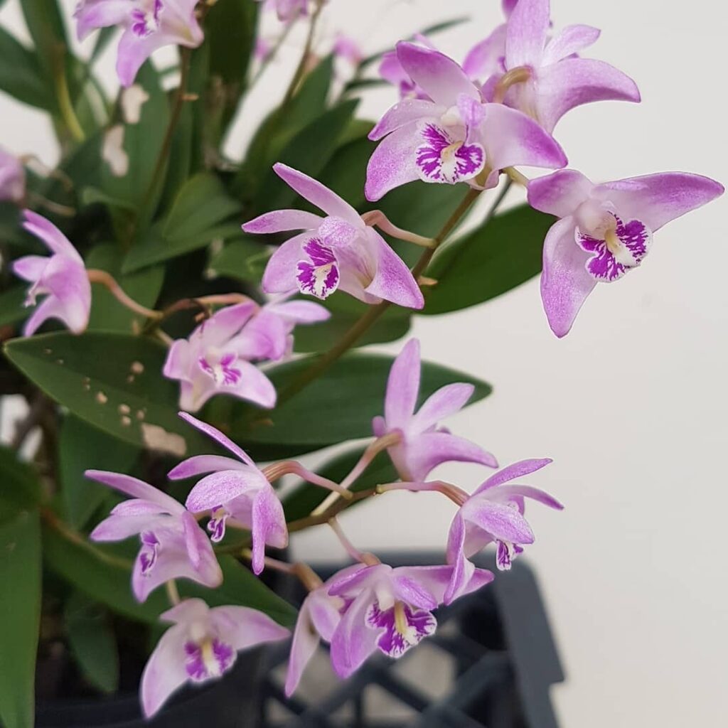 Dendrobium kingianum 1