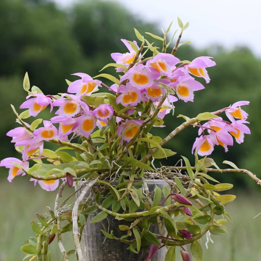 Dendrobium loddigesii