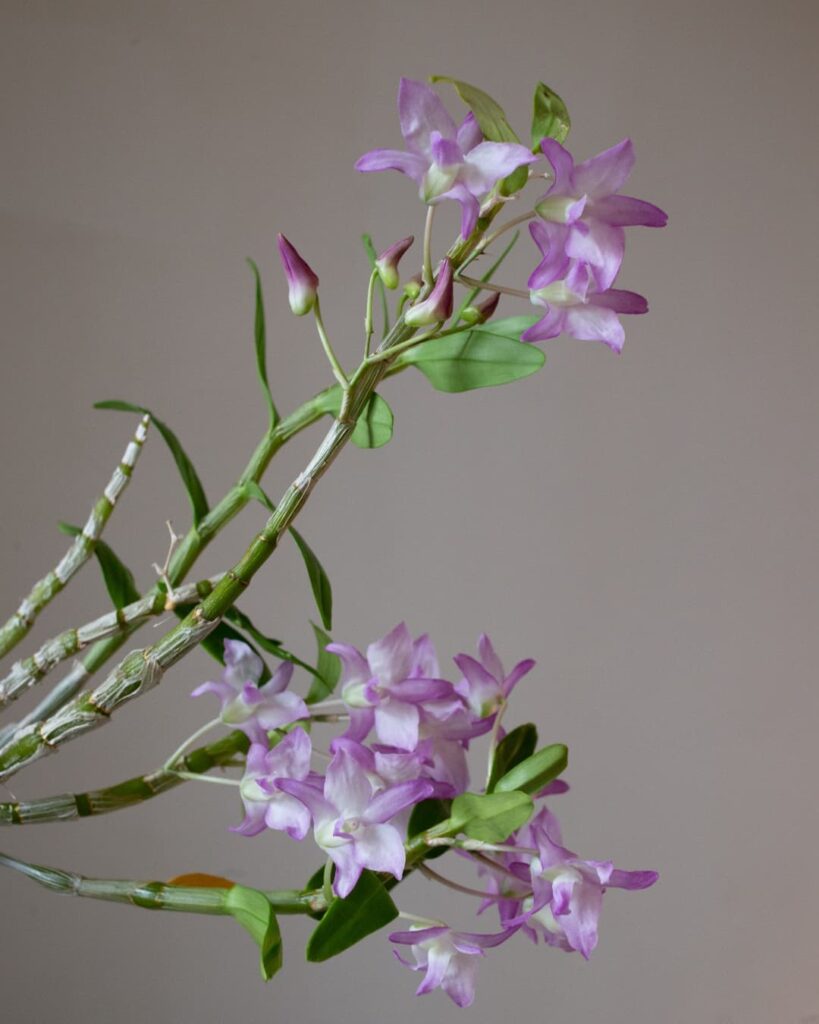 Dendrobium moniliforme 1