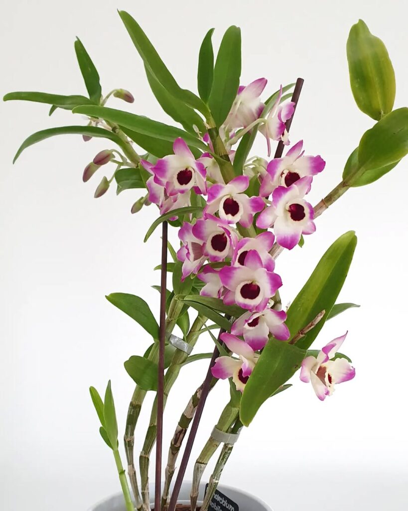 Dendrobium nobile