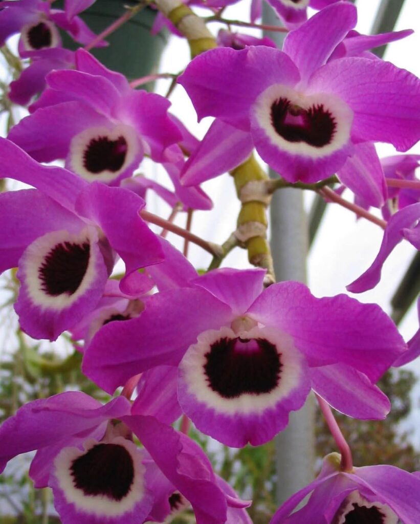 Dendrobium nobile var. purple
