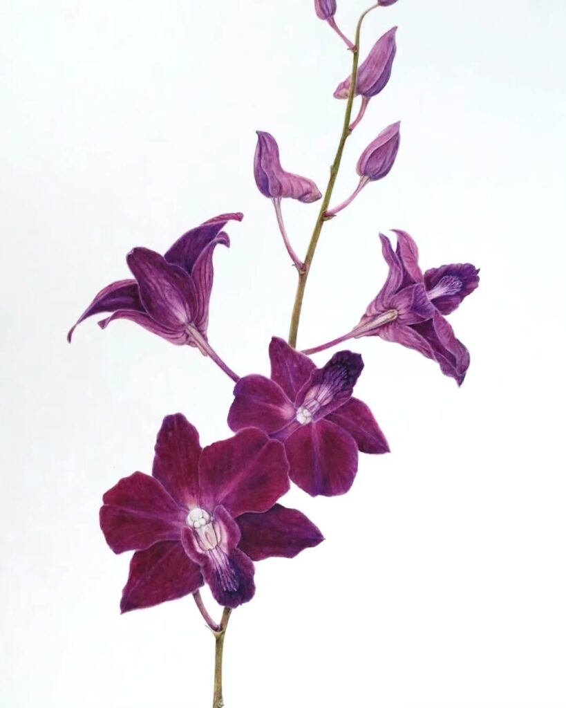 Dendrobium phalaenopsis