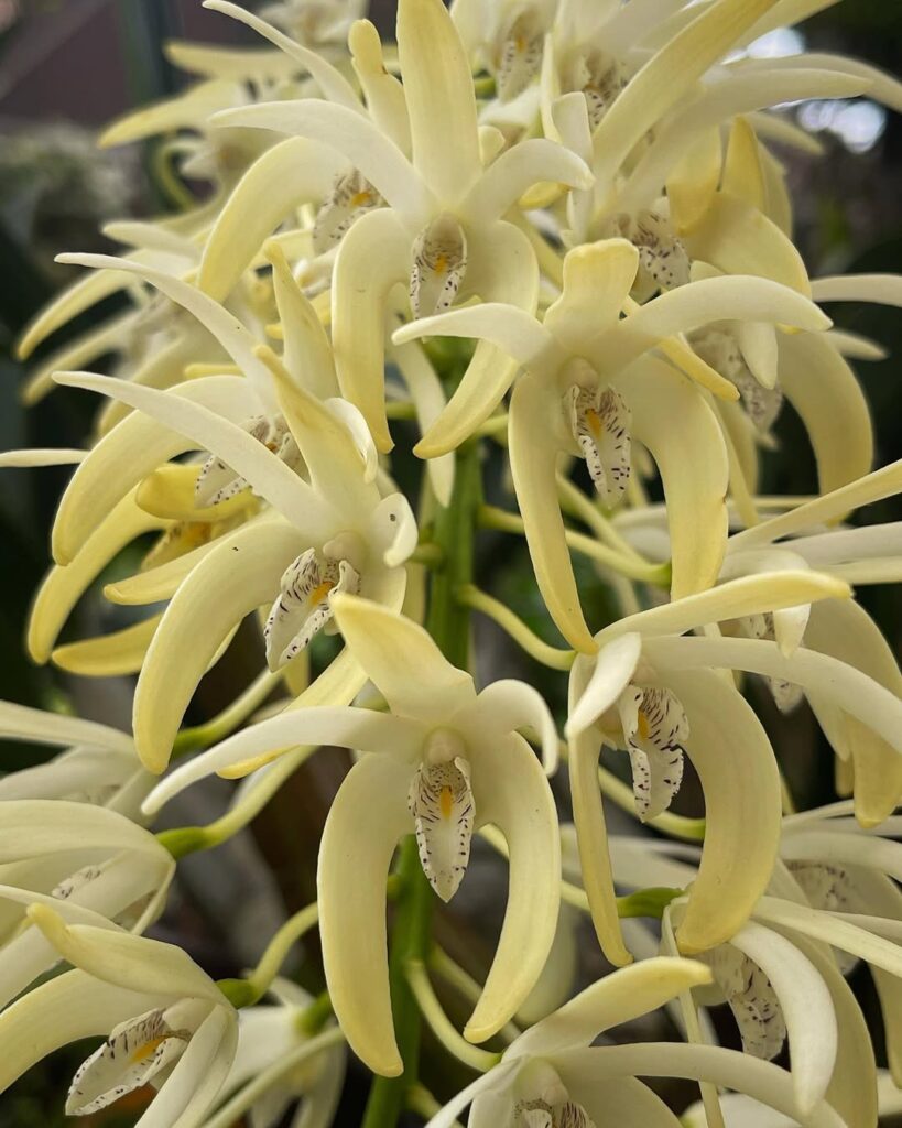 Dendrobium speciosum