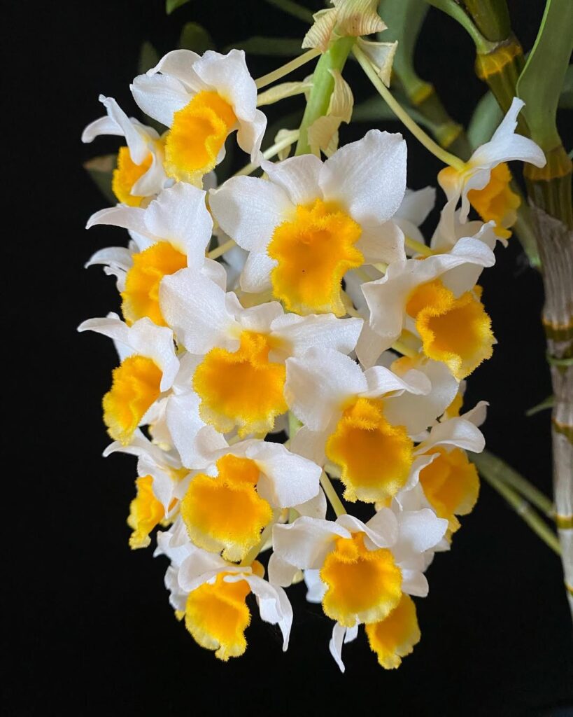 Dendrobium thyrsiflorum