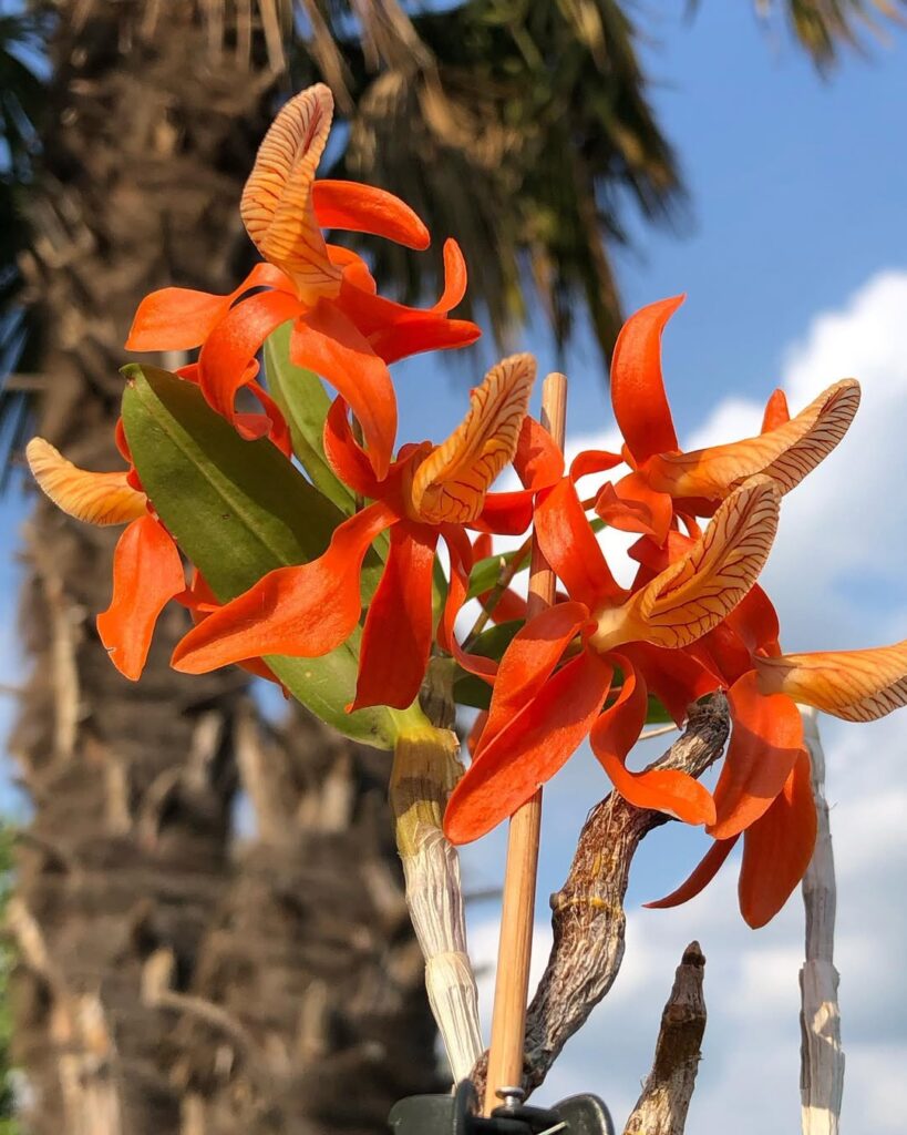 Dendrobium unicum 1