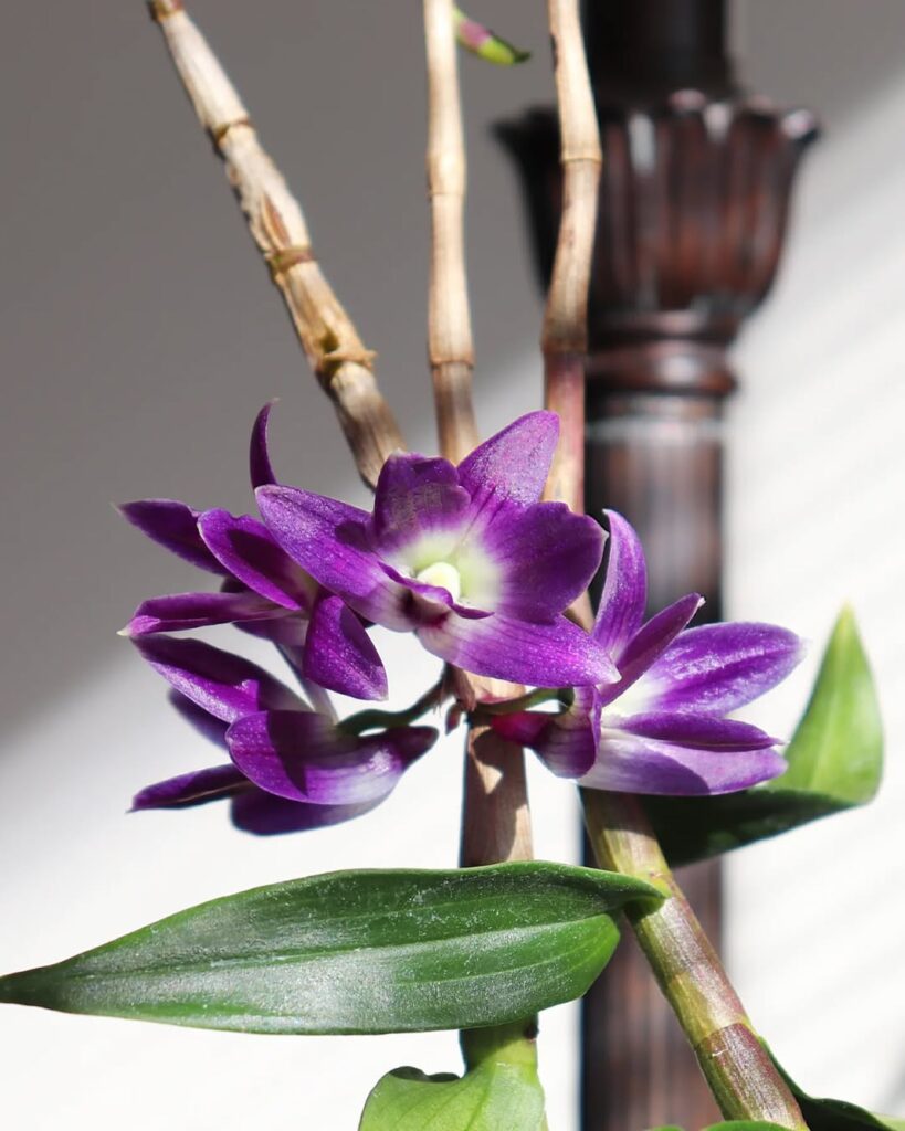 Dendrobium victoriae reginae 1