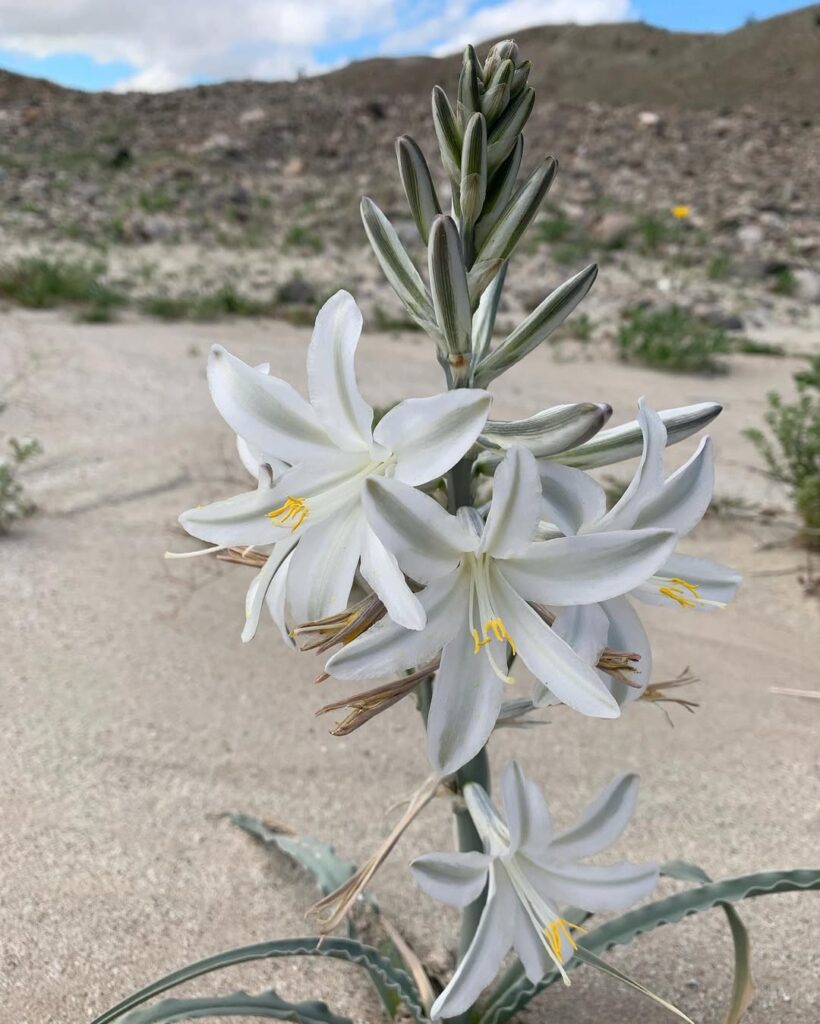 Desert Lily