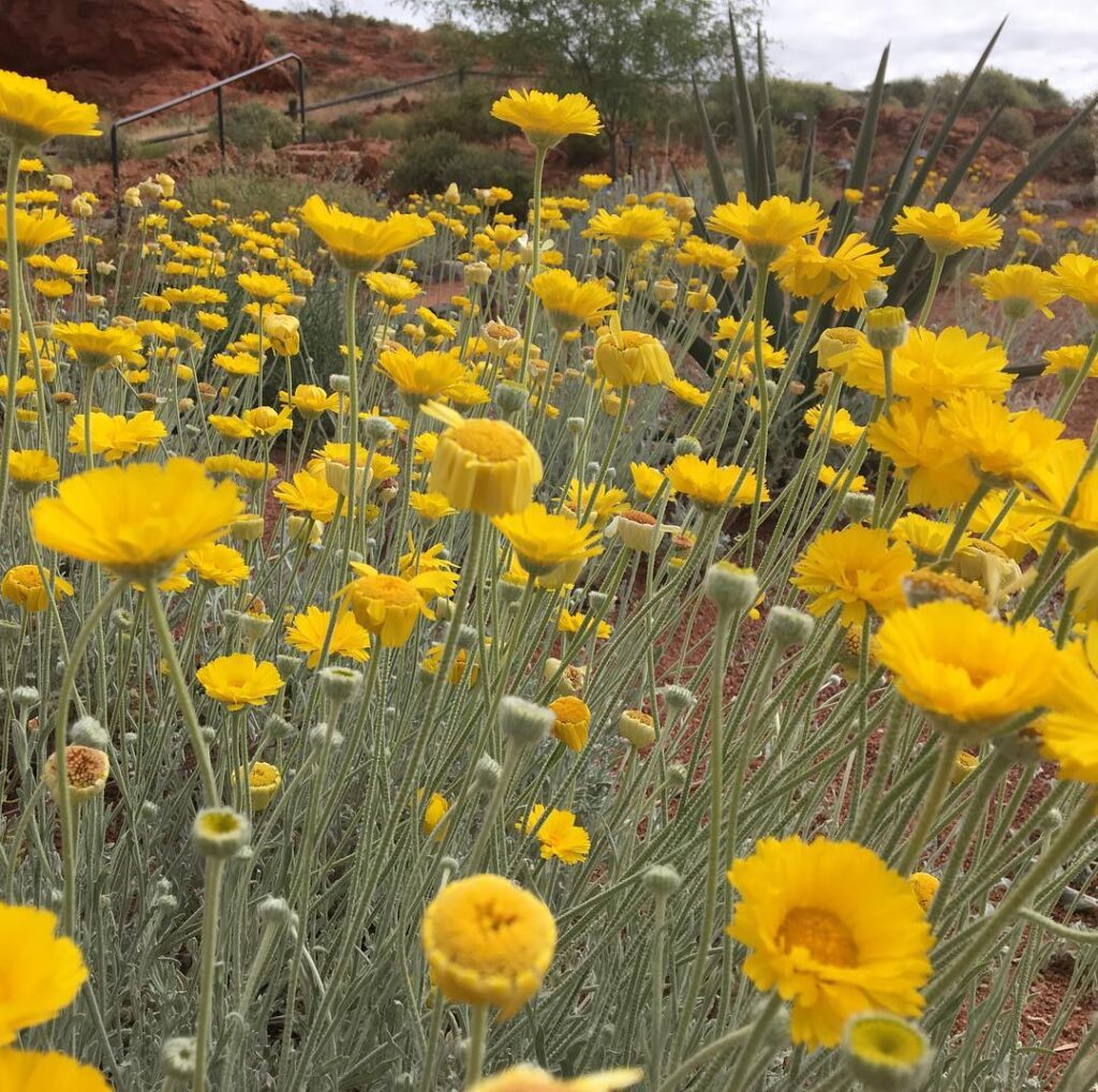 Desert Marigold