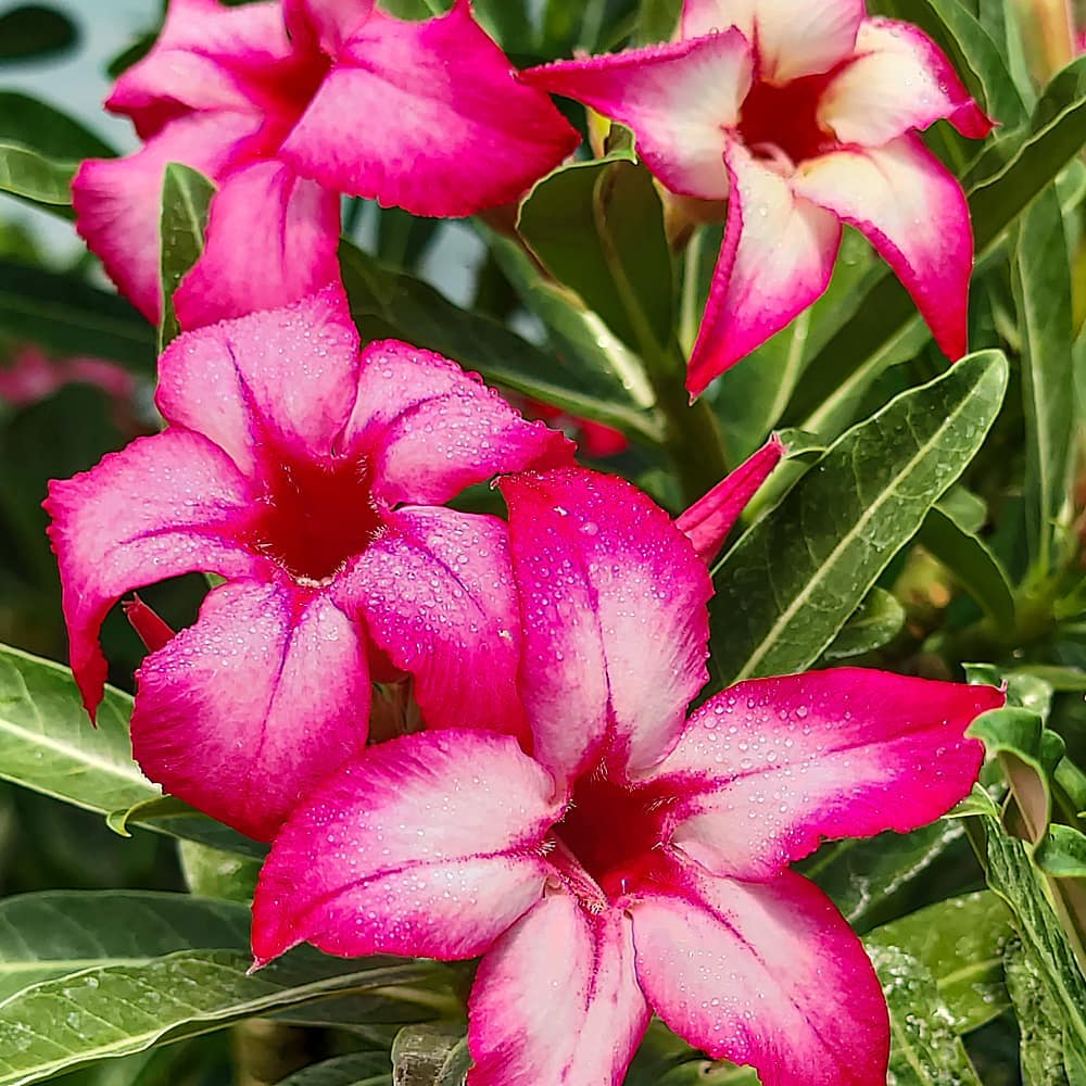Desert Rose 1