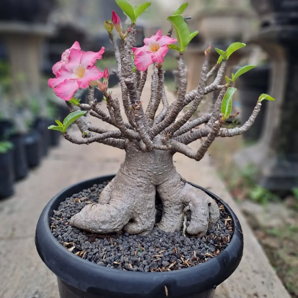 Desert Rose
