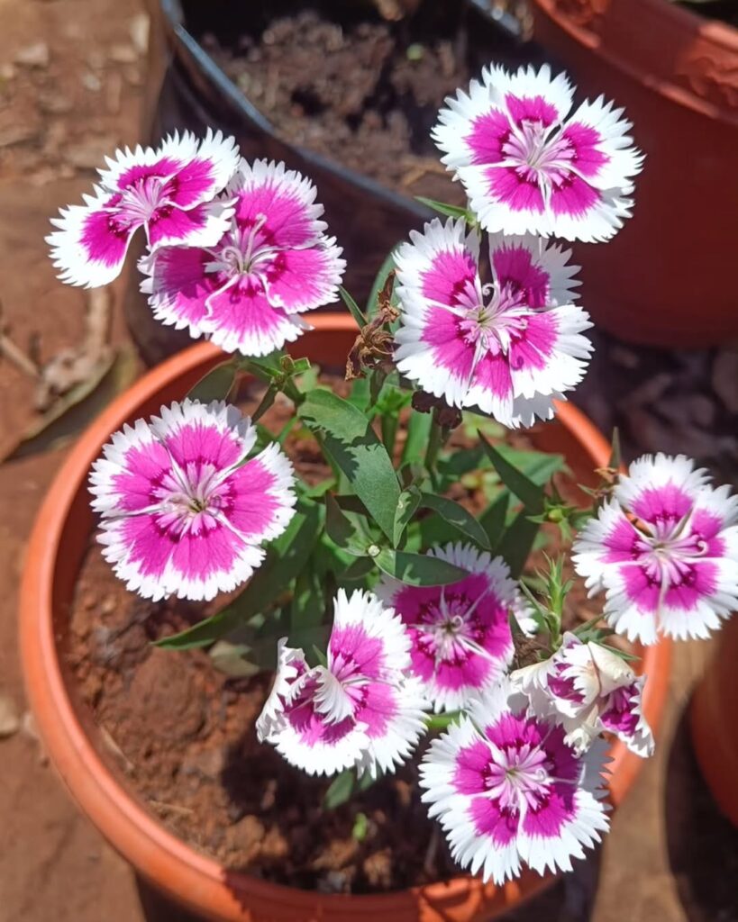 Dianthus