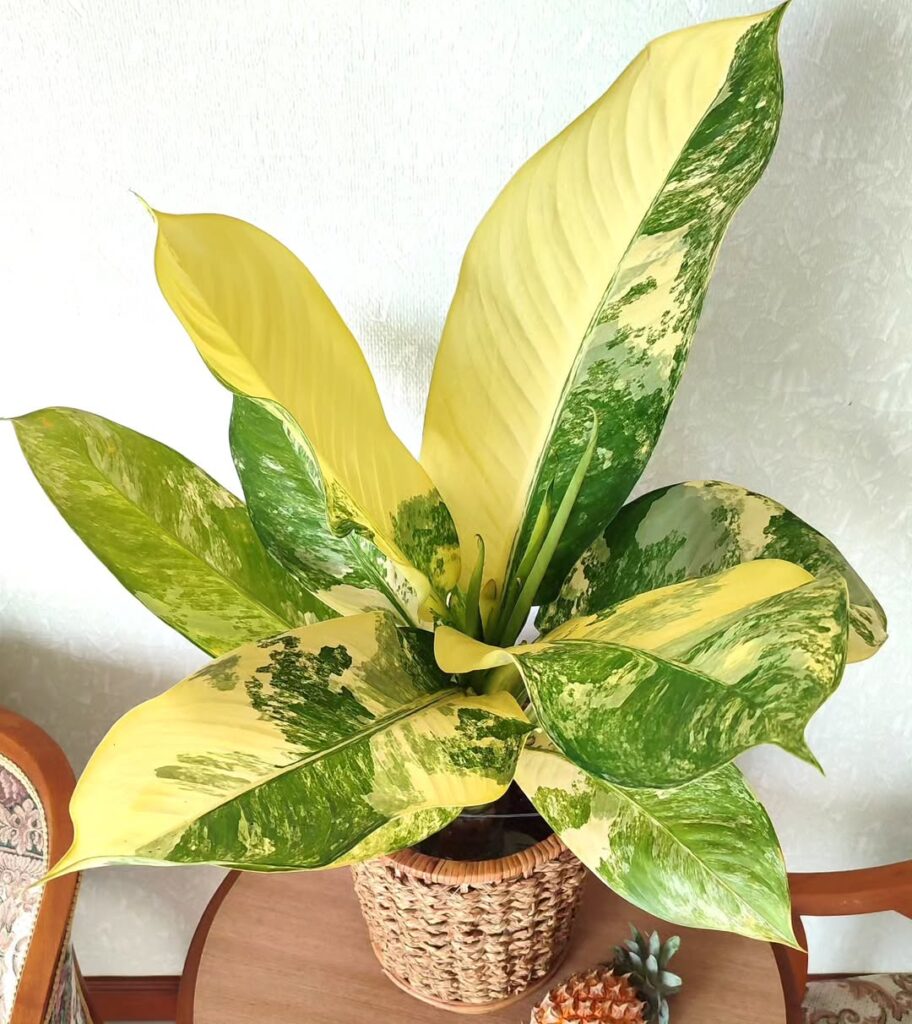 Dieffenbachia Wilson Millionaire