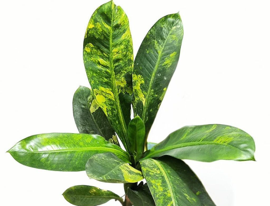 Dieffenbachia longispatha Variegata