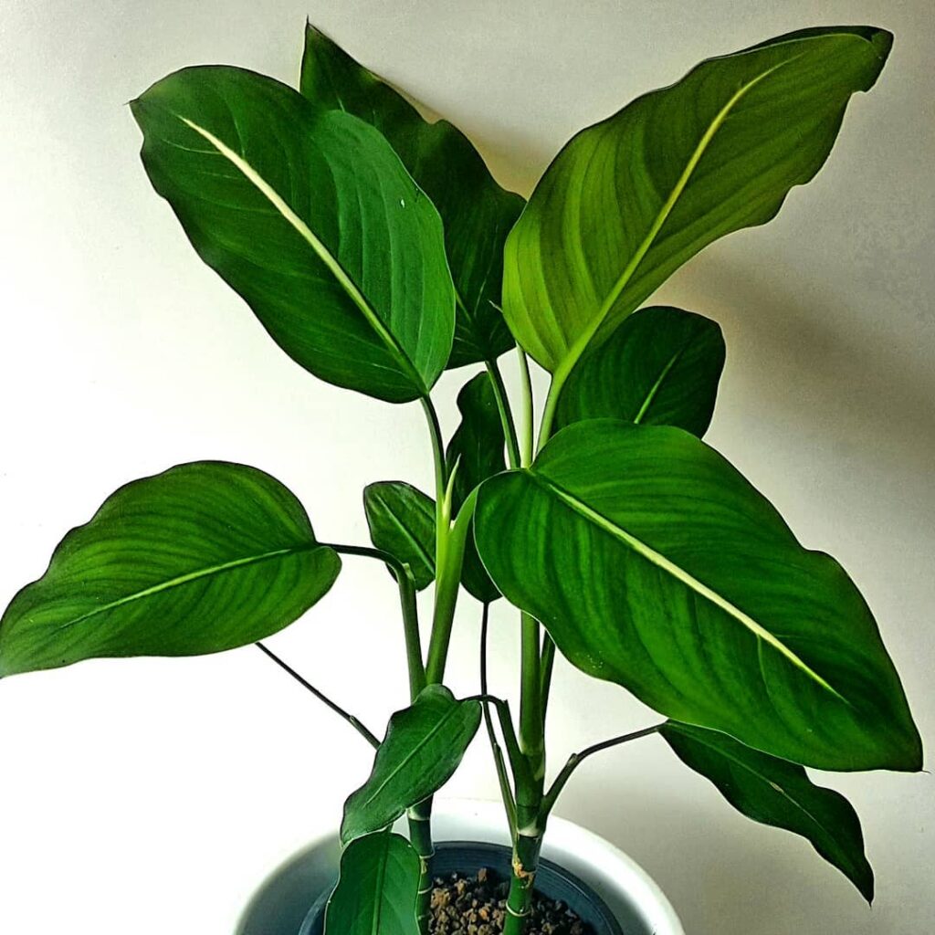 Dieffenbachia oerstedii