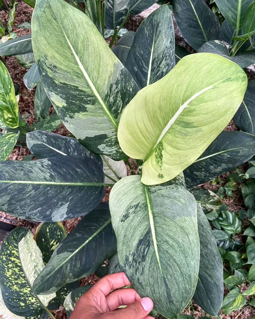 Dieffenbachia oerstedii Variegated