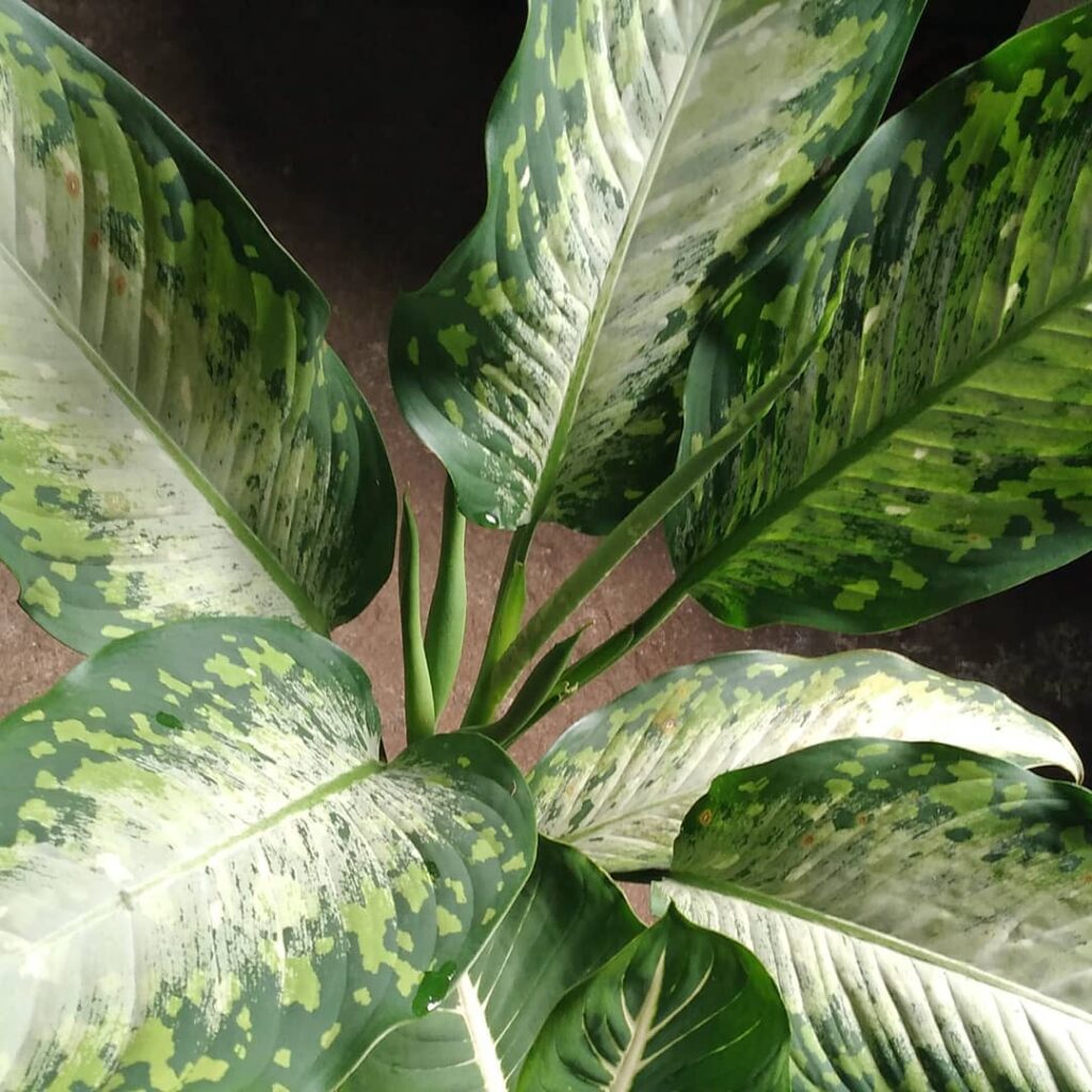 Dieffenbachia olbia