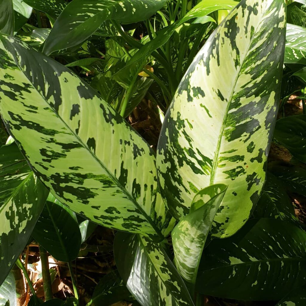 Dieffenbachia ‘Aurora