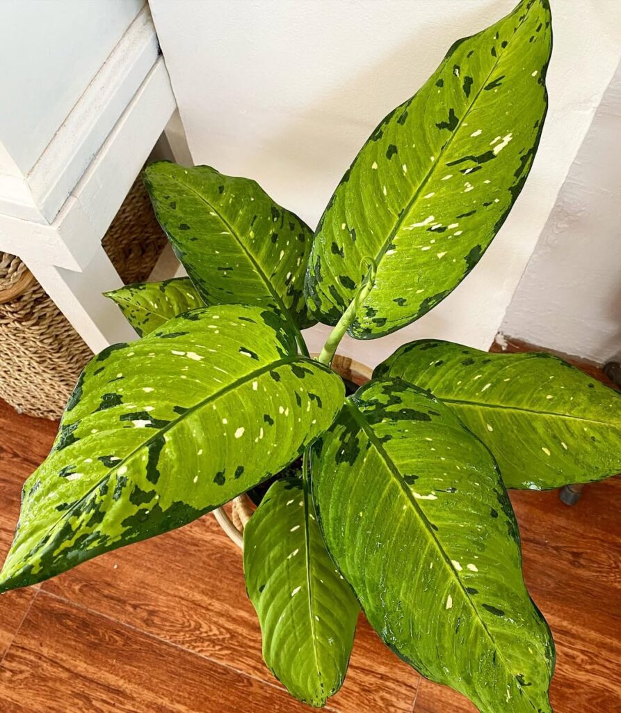 Dieffenbachia ‘Bausei