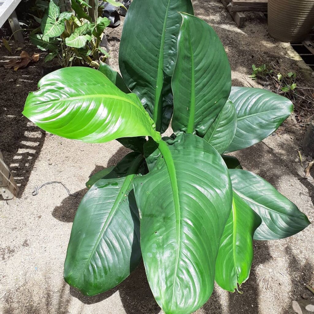 Dieffenbachia ‘Big Ben