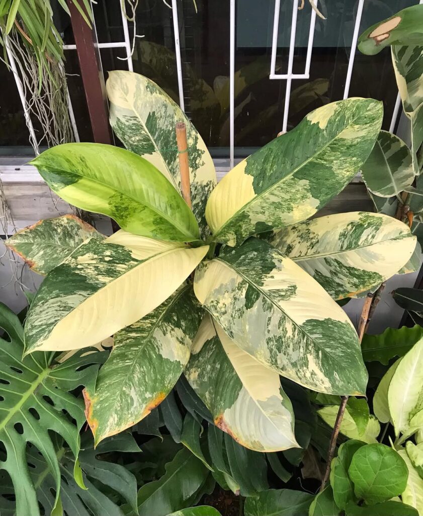 Dieffenbachia ‘Big Ben Variegata