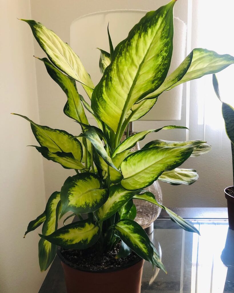 Dieffenbachia ‘Camille