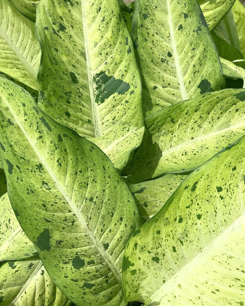 Dieffenbachia ‘Camouflage