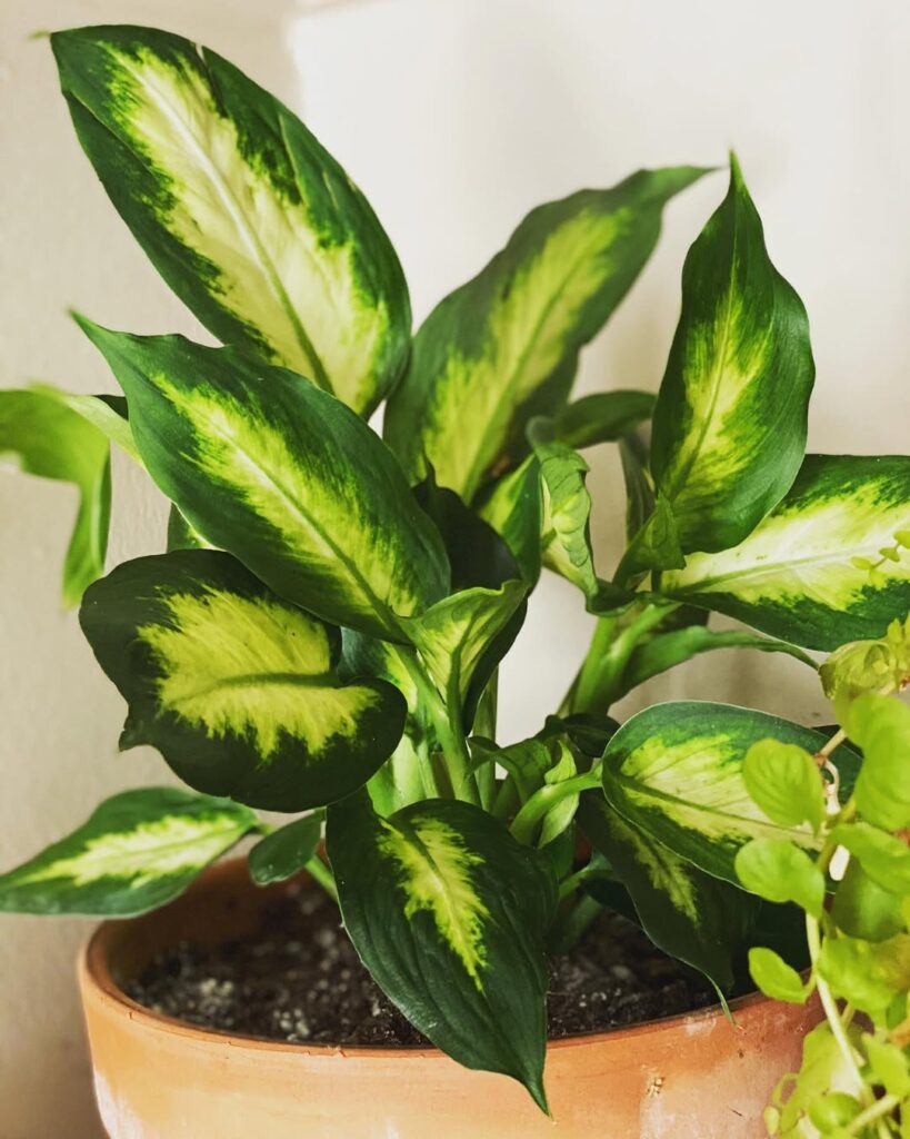 Dieffenbachia ‘Carina