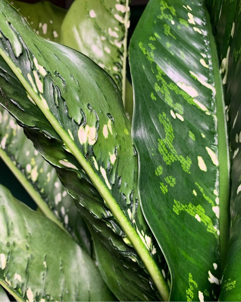 Dieffenbachia ‘Crocodile