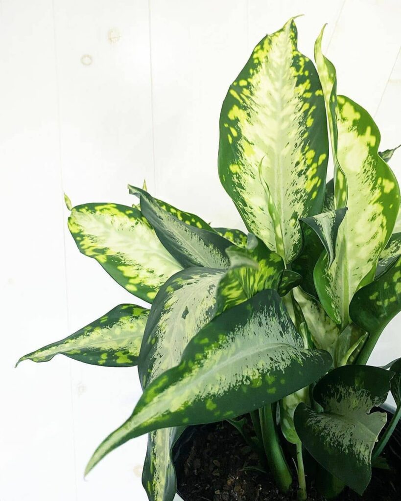 Dieffenbachia ‘Delilah