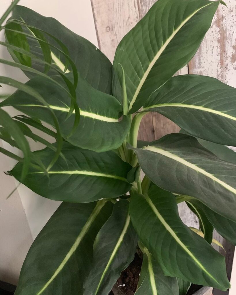 Dieffenbachia ‘Green Magic
