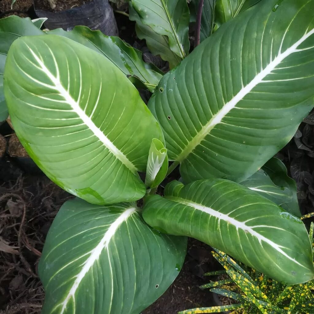 Dieffenbachia ‘Gurita