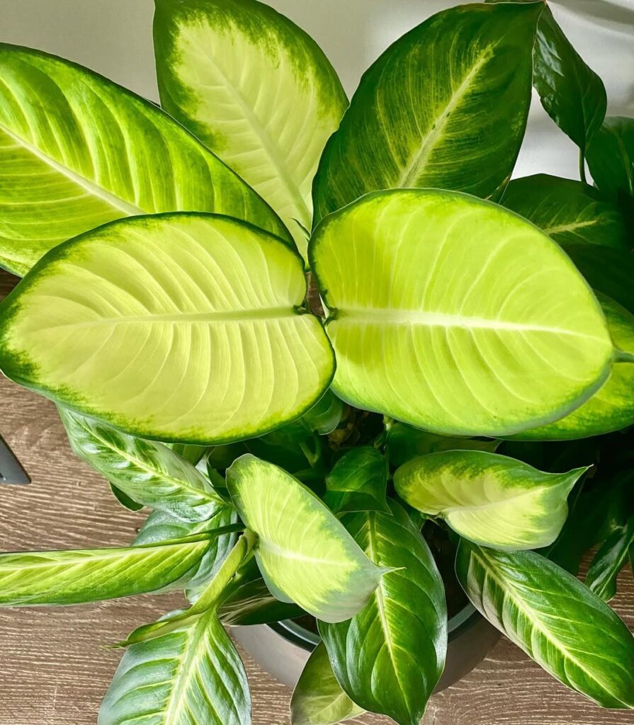 Dieffenbachia ‘Honeydew