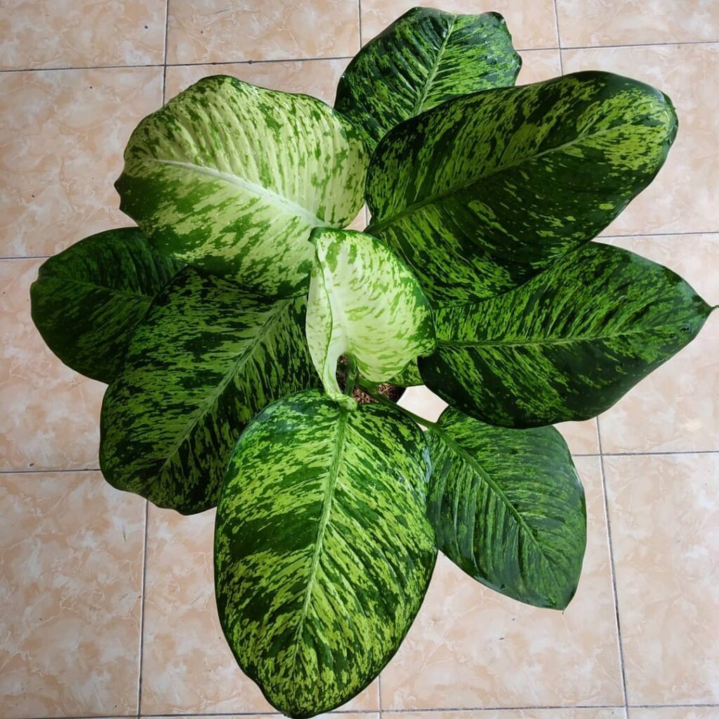 Dieffenbachia ‘Imperialis