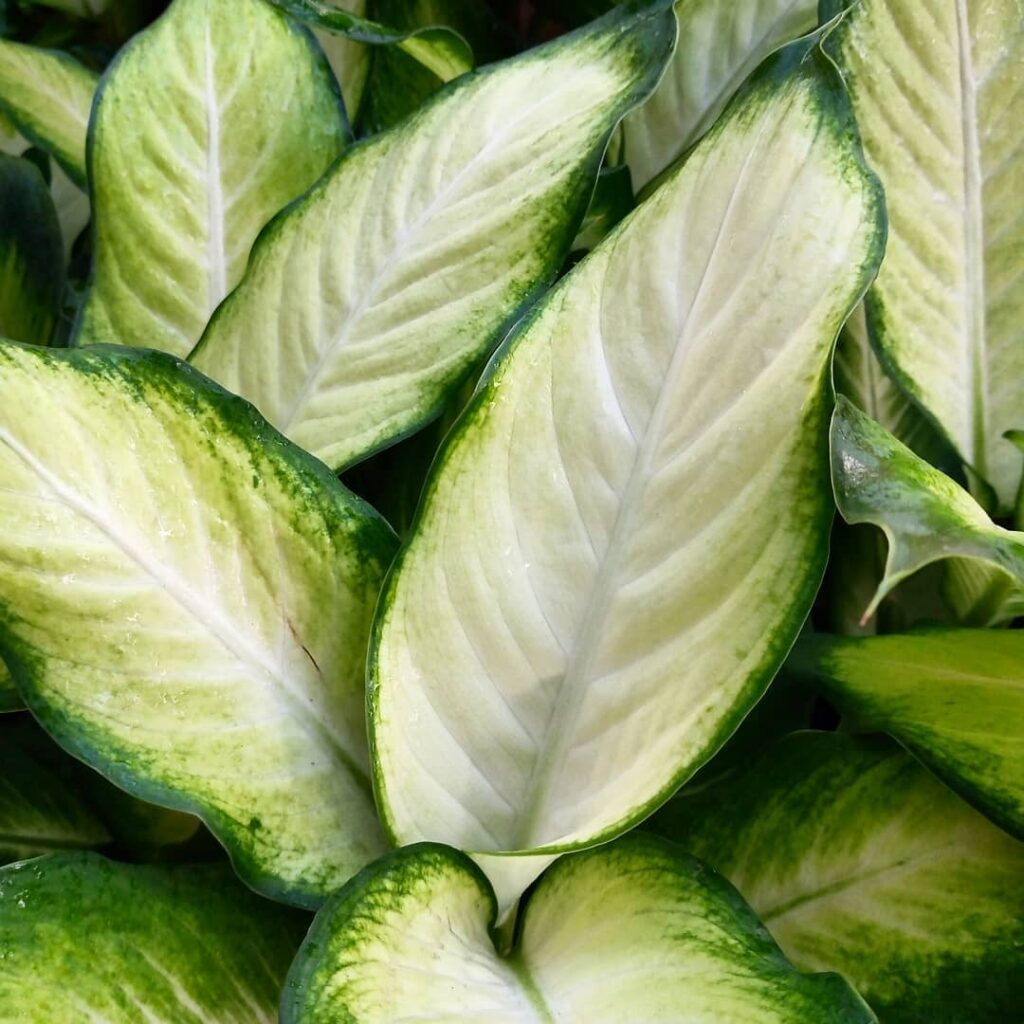 Dieffenbachia ‘Jupiter