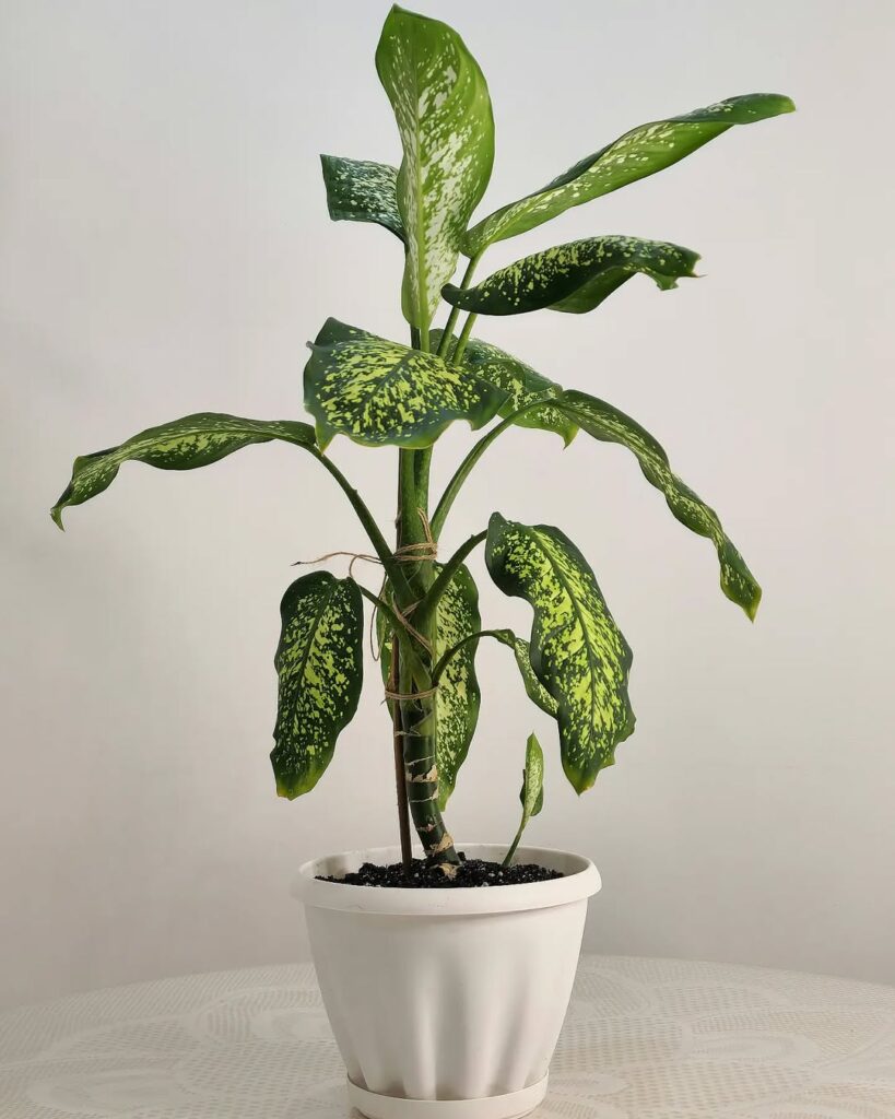 Dieffenbachia ‘Maculata