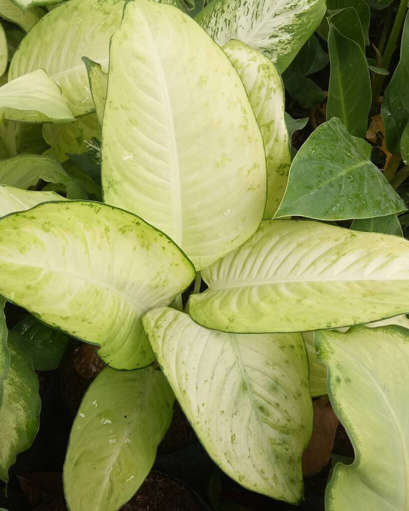 Dieffenbachia ‘Marianne