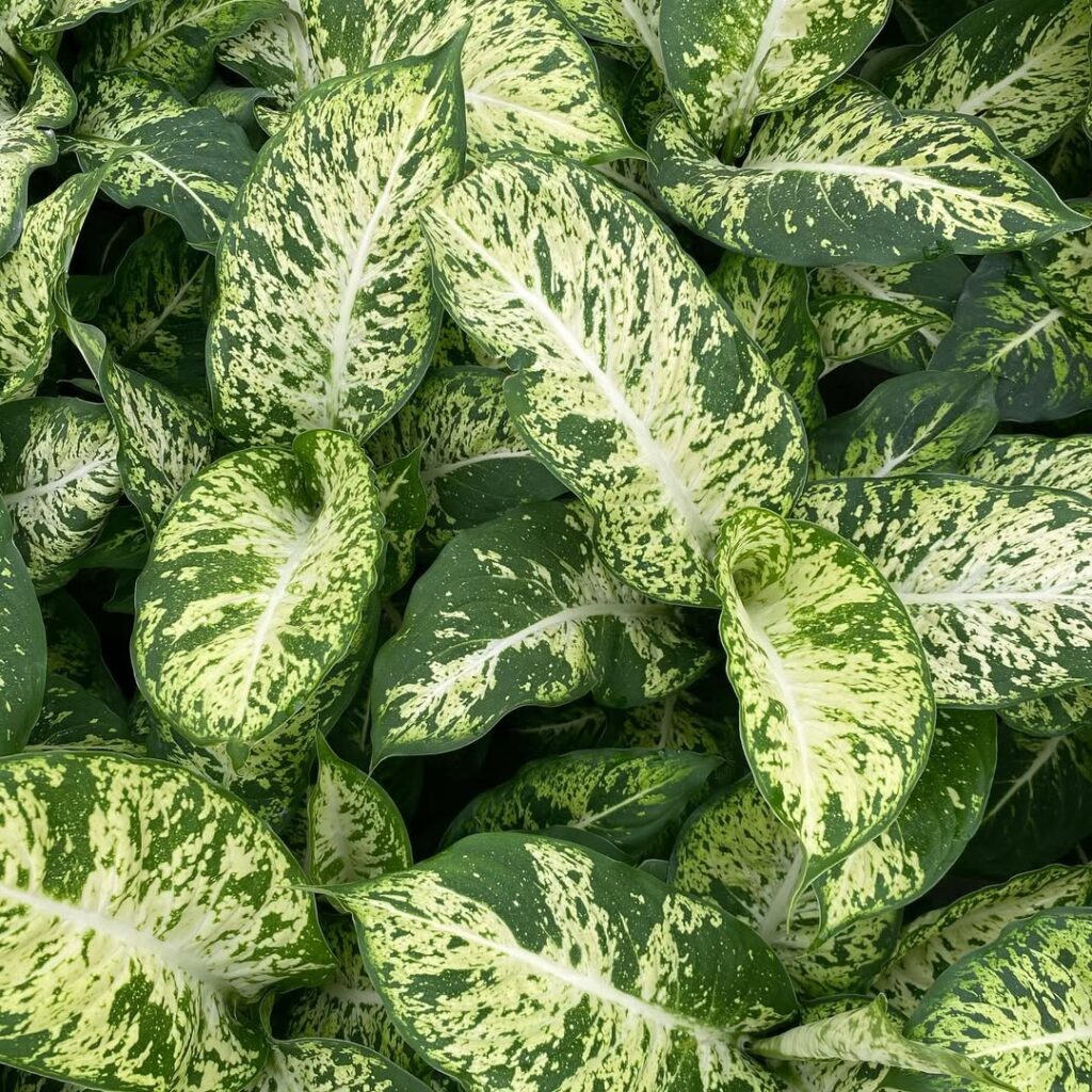 Dieffenbachia ‘Mars‘