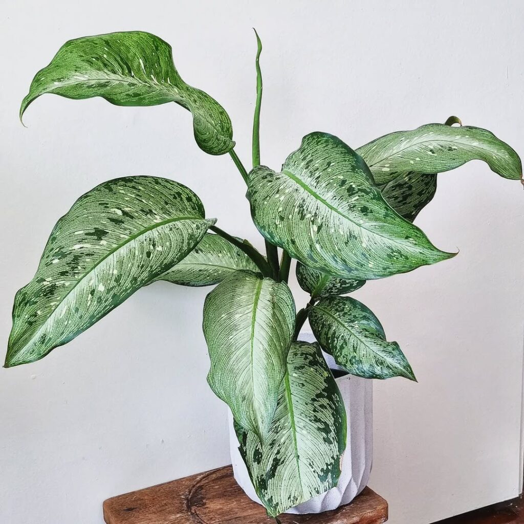 Dieffenbachia ‘Memoria Corsii‘