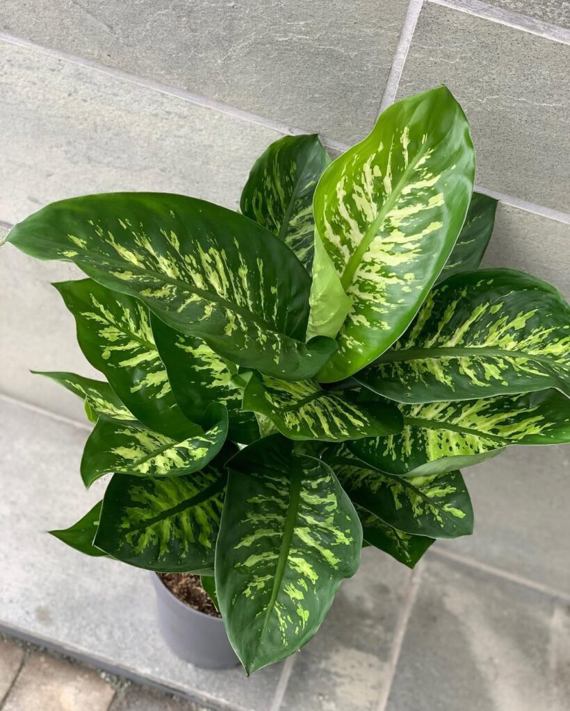 Dieffenbachia ‘Reeva‘