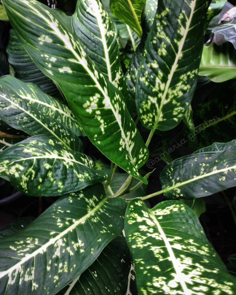 Dieffenbachia ‘Rex