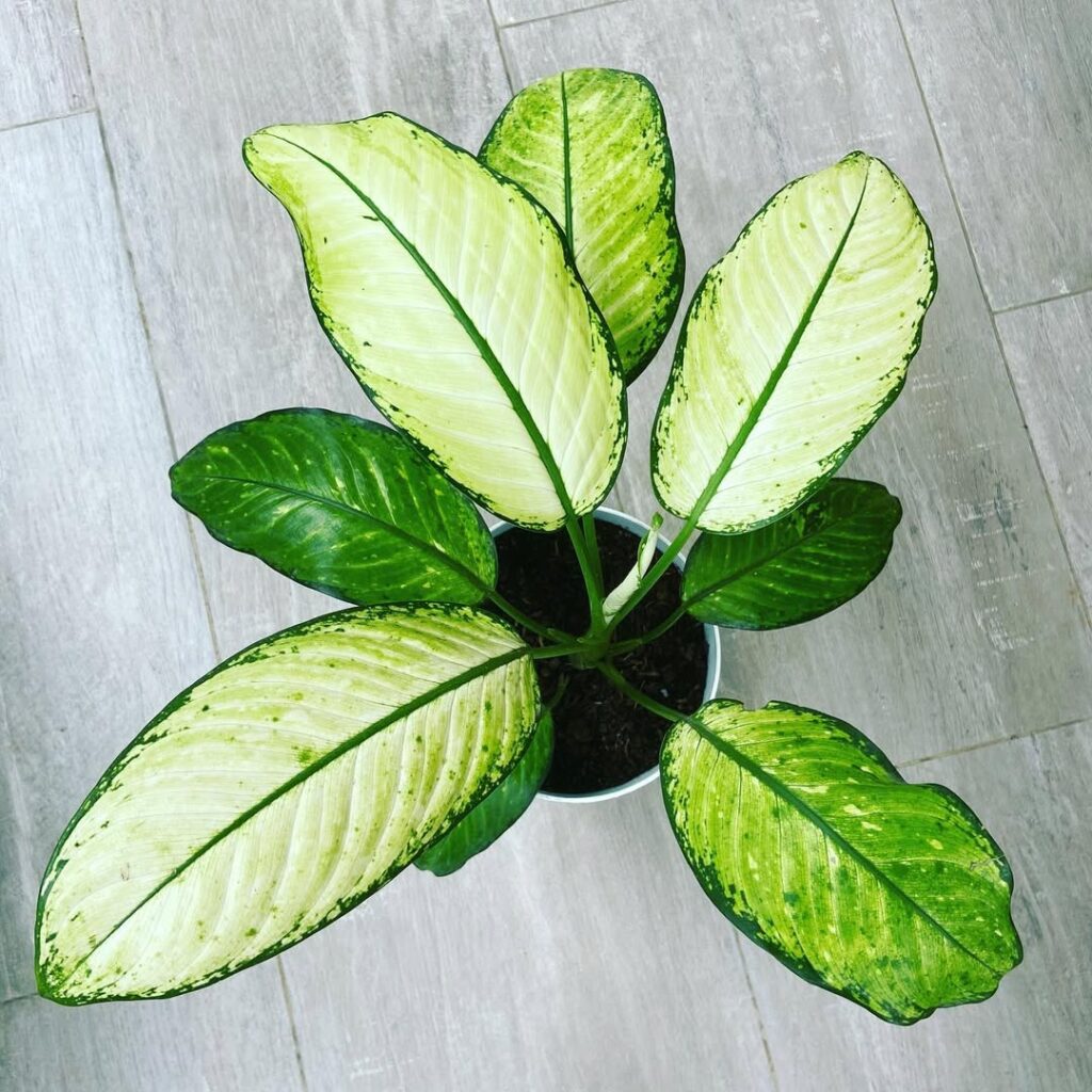 Dieffenbachia ‘Rudolph Roehrs‘