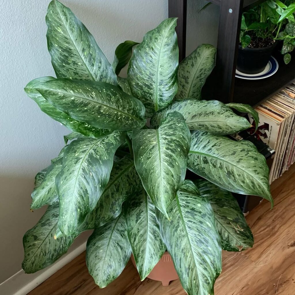 Dieffenbachia ‘Snow